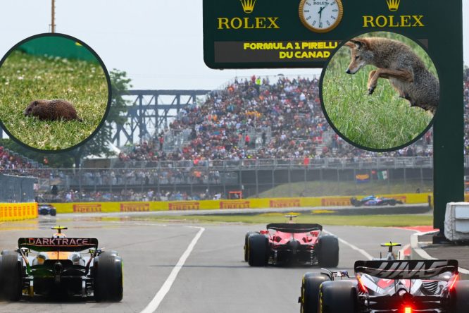 Ranked: The best &#8216;F1 animals&#8217; of all time – The Tournament