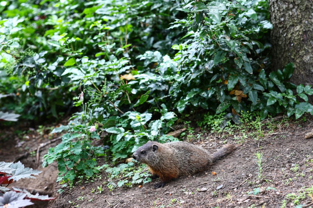 Evasive Rodents: The On-going Battle with Montreal's Groundhogs at the F1 Canadian GP