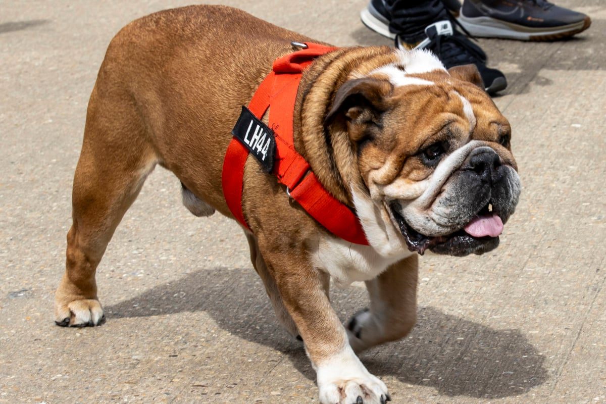 Charles Leclerc issues 'bite' caution around Roscoe Hamilton