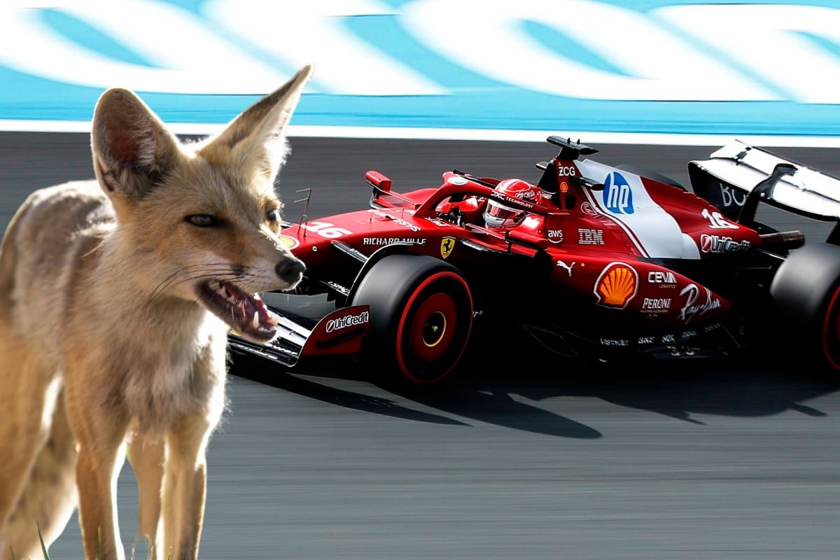Unforgettable Moment: F1 Champion Encounters Wild Animal at Dutch Grand Prix