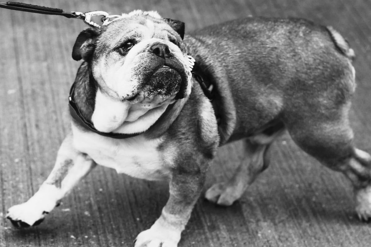 In Memoriam: Lewis Hamilton Mourns the Loss of His Beloved Companion, Roscoe