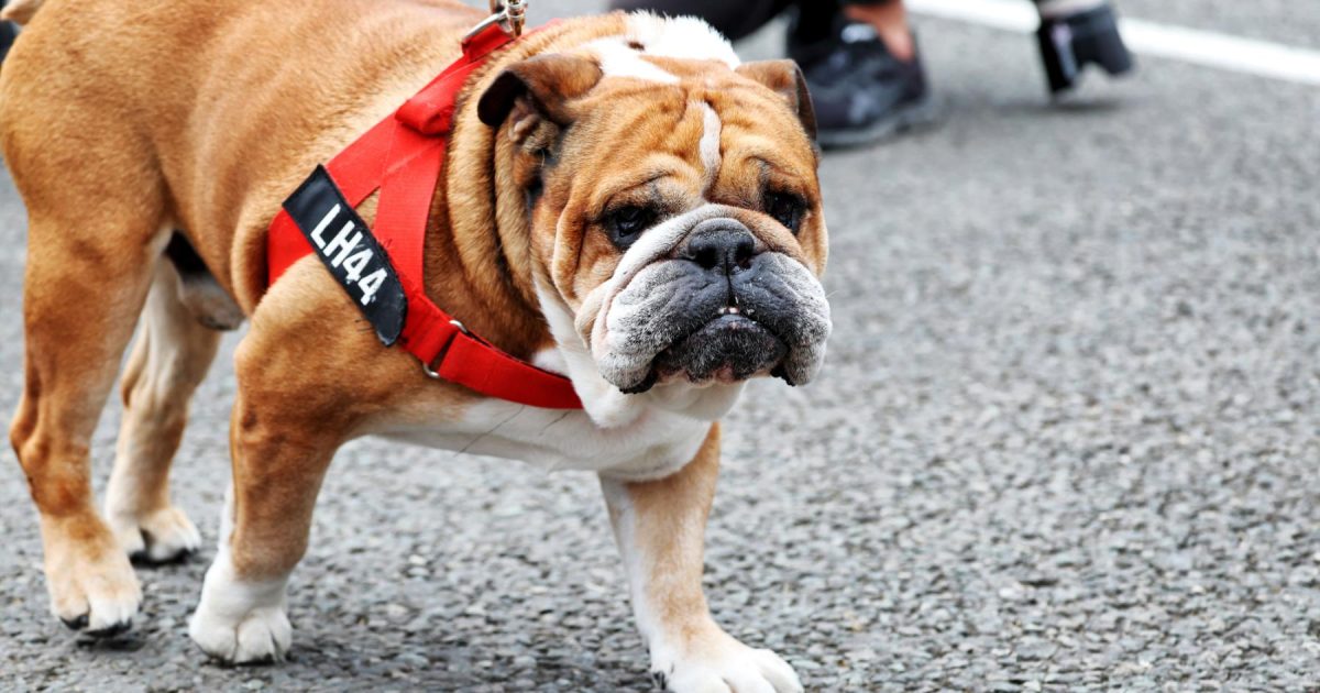 Hamilton's Heartache and Verstappen's Triumph: A Racing News Update