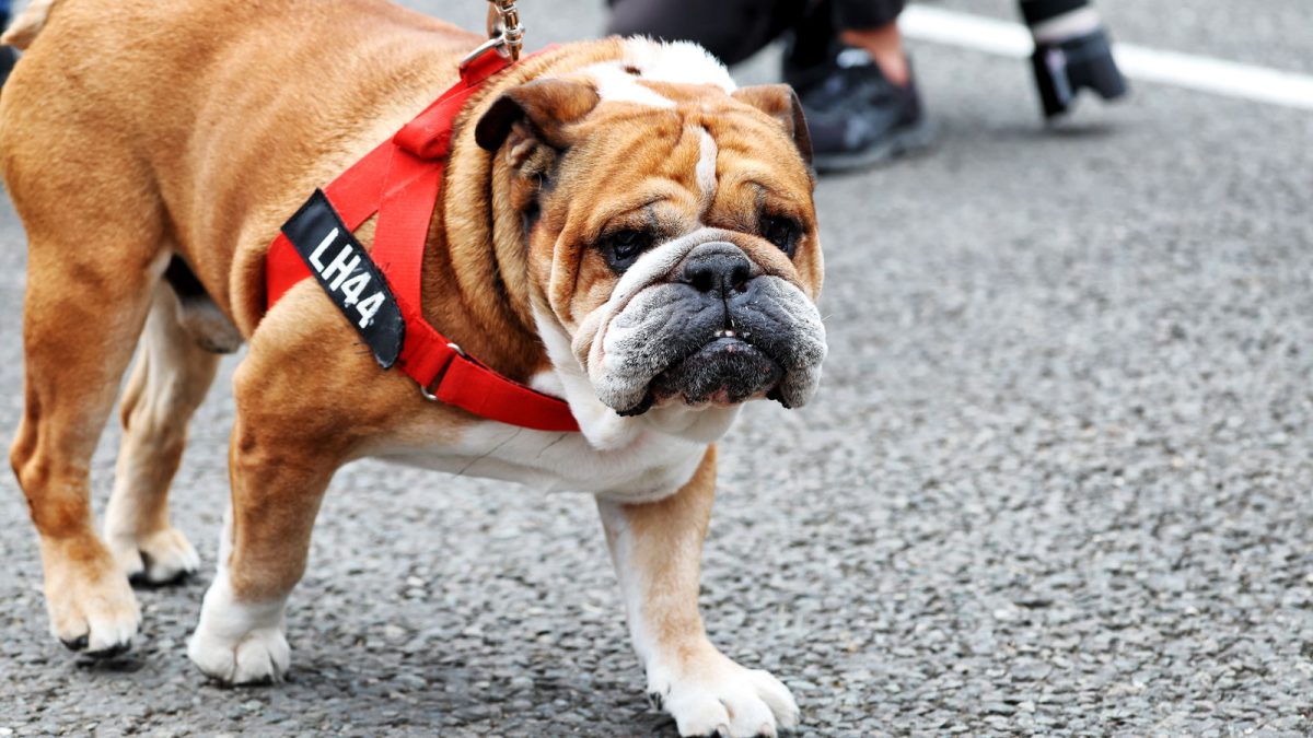 Champion's Heartbreak: Lewis Hamilton Mourns Loss of Beloved Bulldog Roscoe