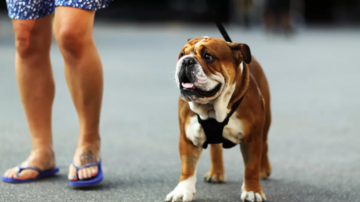 Formula 1 Unites in Solidarity: Commemorating Lewis Hamilton's Loss of Beloved Roscoe