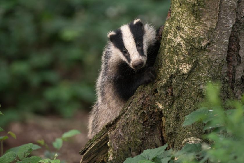Nigel the Badger: The Unlikely Sidekick of an F1 Star