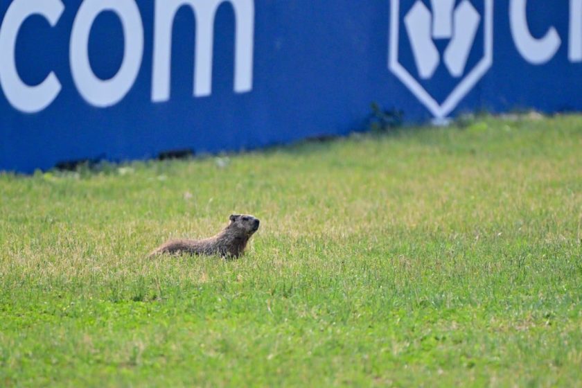 Wild Collision: F1 Driver's Encounter with Wildlife Shakes Up Canadian Grand Prix