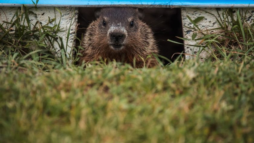 Taking Action for Animal Welfare: PETA Calls for Change in the Aftermath of F1 Canadian GP Groundhog Crash